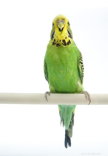 Understanding Parakeet Nesting: Key Signs and Seasonal Patterns