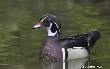 Create a Safe Duck Harness: Step-by-Step DIY Guide