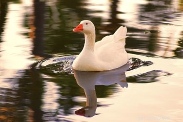 Teach Your Duck to Stop Biting: Simple Steps for a Gentle Pet