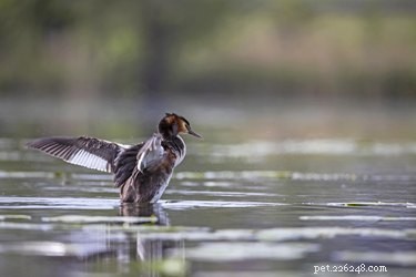 How Ducks Adapt Their Behavior to Thrive in Aquatic Environments