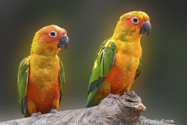 Identifying Male vs. Female Sun Conures: A Practical Guide