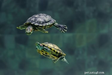 Are Turtles the Right Choice for a Pet? Key Factors to Consider