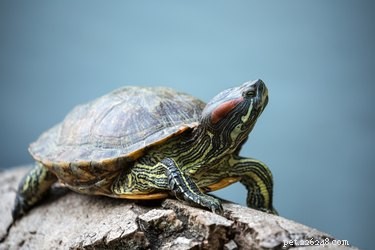 Are Turtles the Right Choice for a Pet? Key Factors to Consider