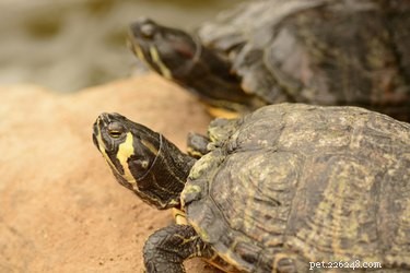 Are Turtles the Right Choice for a Pet? Key Factors to Consider