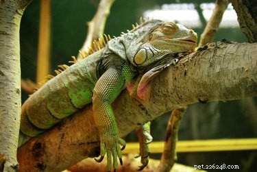 Cold Front Forces Florida Iguanas to Fall From Trees