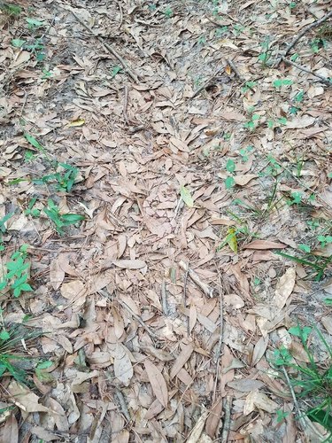 Spot the Hidden Venomous Snake: A Brain Teaser from a Snake Biologist