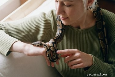 10 Charming Names for Your Pet Snake