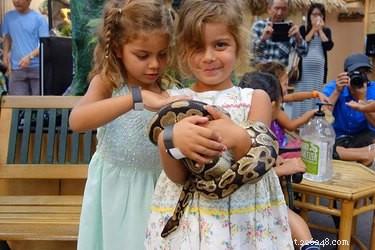 Why Snakes Hiss: Understanding Their Defensive Behavior