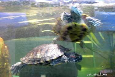 How Long Can Pet Turtles Stay Underwater? Expert Insights & Care Tips
