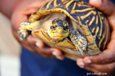 Fun Ways to Engage Your Turtle Safely