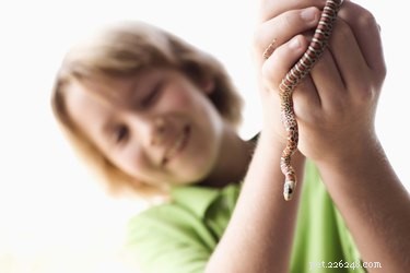 Safely Retrieve an Escaped Snake: Proven Techniques