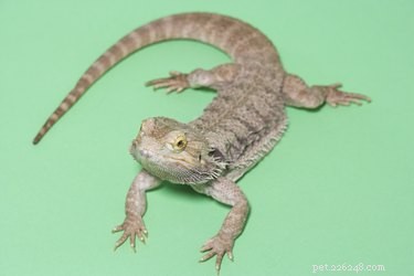 How to Wake Up a Sleeping Bearded Dragon: Quick, Safe, and Effective Tips