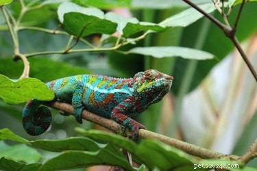 Do Chameleons Bite? Understanding Their Defensive Behavior