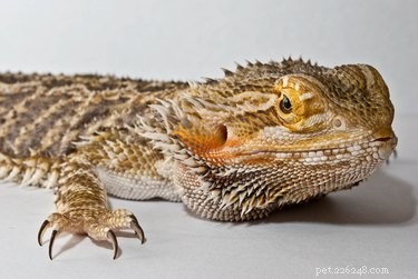 Introducing New Bearded Dragons: A Step‑by‑Step Guide for Stress‑Free Co‑habitation