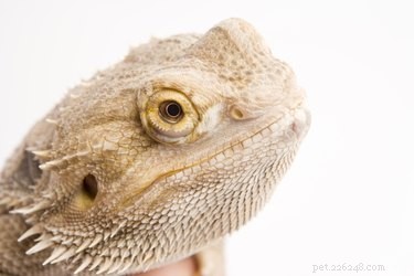Optimal Outdoor Time for Bearded Dragons: Safety and Well‑Being