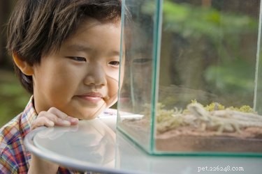 Essential Care Guide for Your Singaporean Turtle (Red‑Eared Slider)