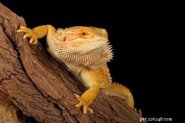 Optimal Sleep Habits for Bearded Dragons: Ensuring Restful Nights