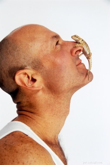 Top Ways to Engage and Entertain Your Bearded Dragon