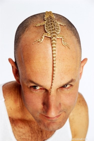 Top Ways to Engage and Entertain Your Bearded Dragon