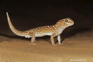 Nocturnal Lizards: Which Species Thrive After Sunset