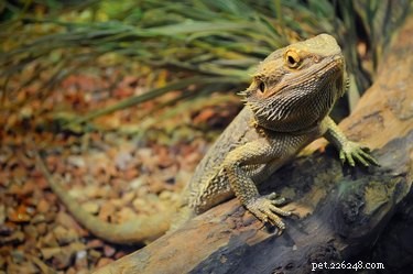 Designing the Ideal 55‑Gallon Tank for Your Bearded Dragon