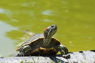 Determining the Age of Your Red‑Eared Slider: Tips & Techniques