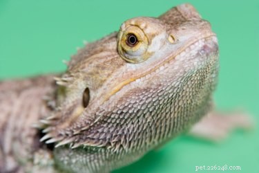 Master Potty Training Your Bearded Dragon: Step‑by‑Step Guide