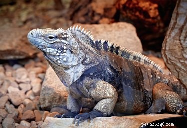 Exploring Iguana Diversity: Green, Cuban Rock, and More