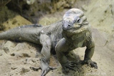 Exploring Iguana Diversity: Green, Cuban Rock, and More