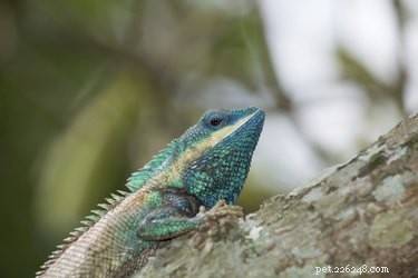 Exploring Iguana Diversity: Green, Cuban Rock, and More