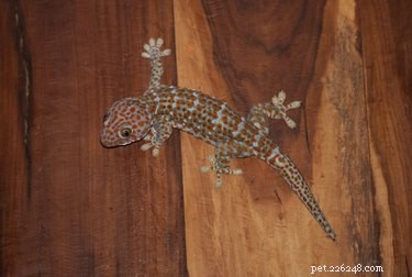 Which Fruits Are Safe for Geckos to Eat?