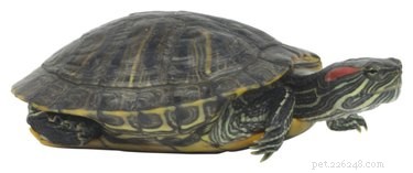 Identifying When Your Turtle Is Ready to Lay Eggs: Signs, Preparation, and Care
