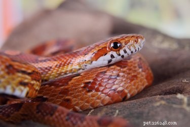 Accurately Estimate a Corn Snake’s Age Using Length Measurements