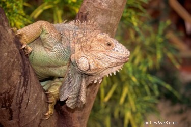 Iguana Life Cycles Explained: Growth, Reproduction & Care