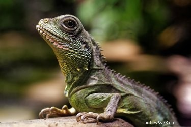 Creating an Ideal Habitat for Chinese Water Dragons: A Step‑by‑Step Guide