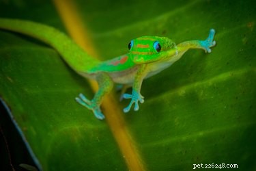 Accurately Determine Your Gecko s Age: A Practical Guide