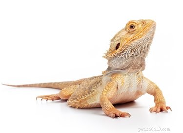 Building a Strong Bond with Your Bearded Dragon: A Step‑by‑Step Guide