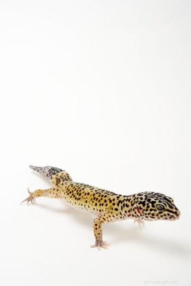 Common Threats to Leopard Geckos: How to Keep Your Pet Safe