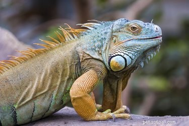Which Pet Reptiles Can Safely Coexist?