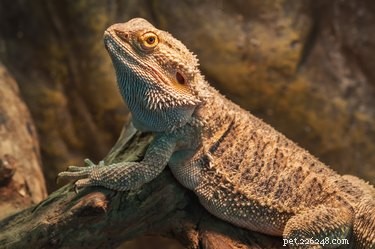 Reptile Respiratory Systems: Structure, Function, and Key Differences