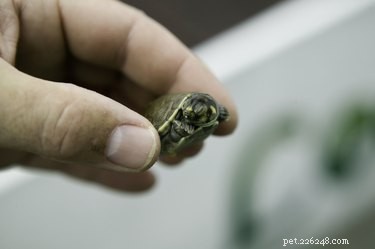 Small Turtle Species: The Perfect Compact Pets