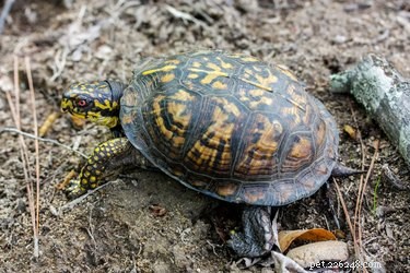 Small Turtle Species: The Perfect Compact Pets