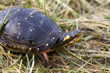 Small Turtle Species: The Perfect Compact Pets