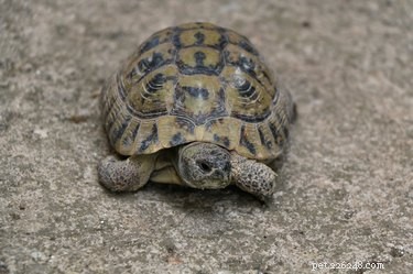 Small Turtle Species: The Perfect Compact Pets