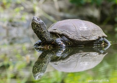 Small Turtle Species: The Perfect Compact Pets
