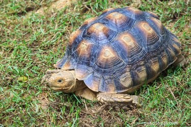Small Turtle Species: The Perfect Compact Pets