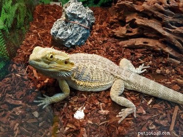 How to Identify Male and Female Lizards: A Practical Guide