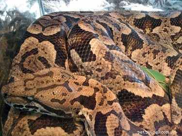 DIY Snake Enclosure Humidifier: Simple Homemade Solution for Optimal Snake Health