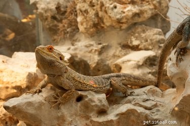 Engaging Your New Baby Bearded Dragon: Playful Tips for Health & Happiness