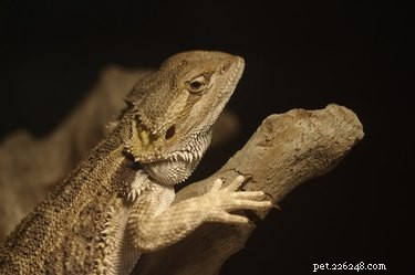 Expert Guide: Safely Trimming Your Bearded Dragon s Toenails